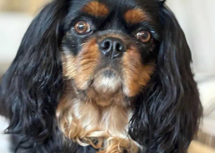 Bed and breakfast Squero 911 Appartament